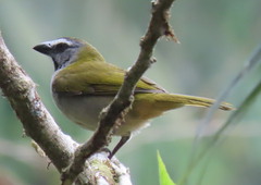 Saltator maximus