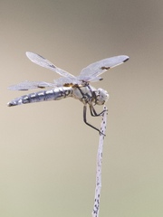 Libellula composita