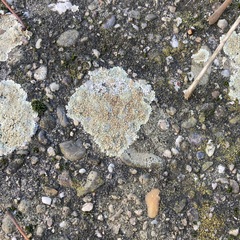 Protoparmeliopsis muralis