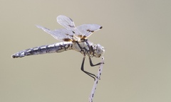 Libellula composita