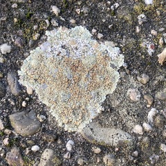 Protoparmeliopsis muralis