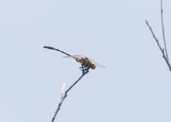 Phyllogomphoides stigmatus