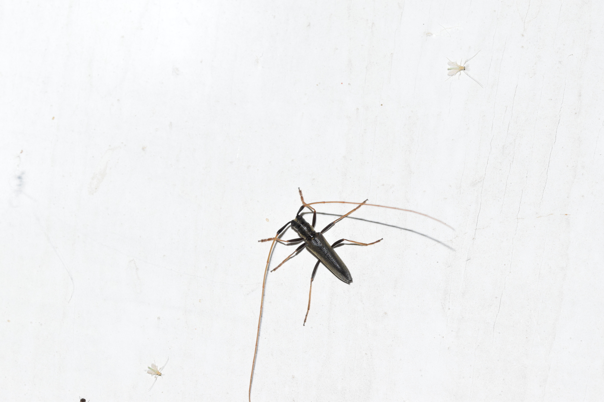 Grammopsoides image