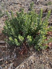 Arctostaphylos regismontana
