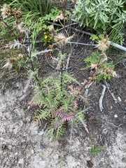 Cirsium centaureae
