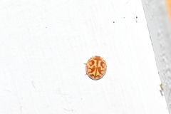 Neocalvia blanchardi