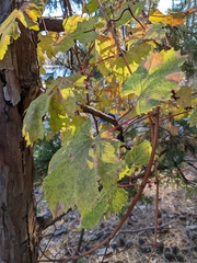Vitis californica