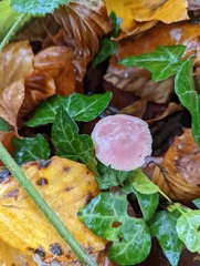Mycena rosea