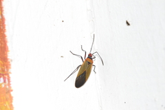 Pyrrhocoridae