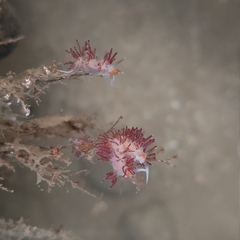 Cratena pawarshindeorum