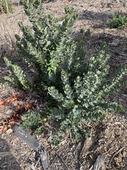 Arctostaphylos regismontana