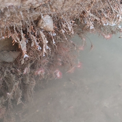 Cratena pawarshindeorum