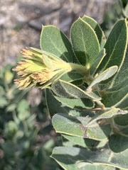 Arctostaphylos regismontana