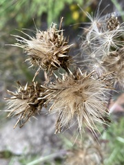 Cirsium centaureae