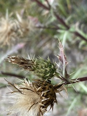 Cirsium centaureae