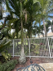 Carpoxylon macrospermum