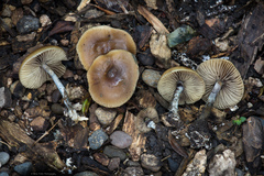Psilocybe allenii