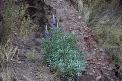 Lupinus altimontanus