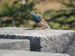Agama aculeata
