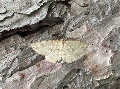 Melanolophia signataria