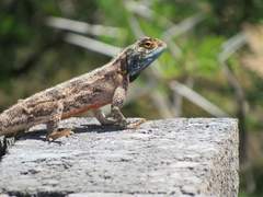 Agama aculeata