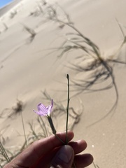 Lygodesmia grandiflora dianthopsis