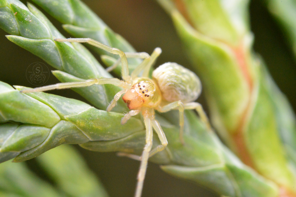 Green Meshweaver, photo 1 of 10