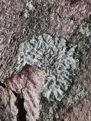 Hyperphyscia adglutinata