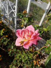 Rosa