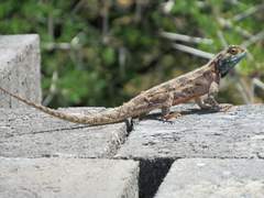 Agama aculeata