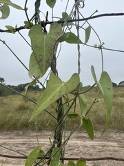 Funastrum cynanchoides