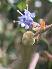 Ceanothus oliganthus sorediatus