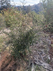 Ceanothus oliganthus sorediatus