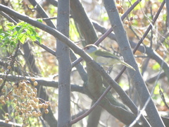 Cyclarhis gujanensis