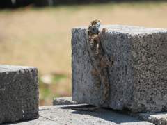 Agama aculeata