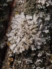 Phaeophyscia orbicularis