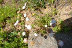 Anthemideae