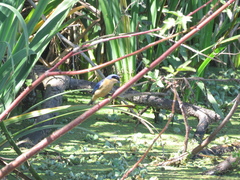 Pipraeidea melanonota