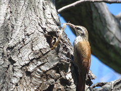 Lepidocolaptes angustirostris