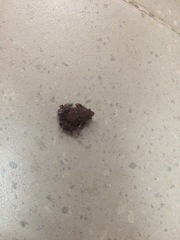 Hypopachus variolosus