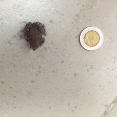 Hypopachus variolosus