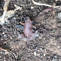 Hypopachus variolosus