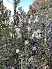 Thelypodium wrightii