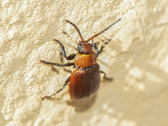 Galeruca rufa