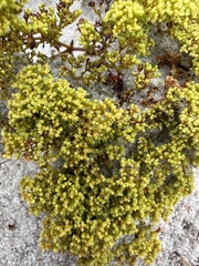 Paronychia chartacea