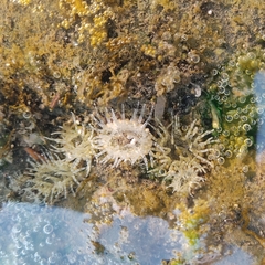 Anthopleura dixoniana