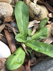 Gamochaeta americana