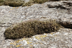 Selaginella sanguinolenta