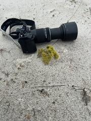 Paronychia chartacea