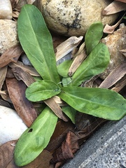 Gamochaeta americana